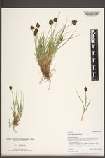 Carex haydeniana image