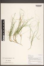 Carex disperma image