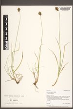 Carex microptera var. microptera image