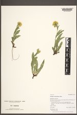 Solidago multiradiata image