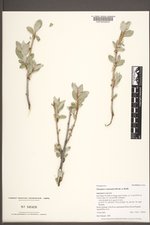 Elaeagnus commutata image