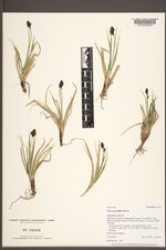 Carex spectabilis image