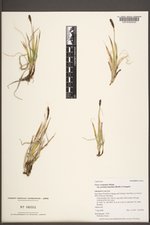 Carex scirpoidea var. pseudoscirpoidea image