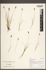 Carex phaeocephala image