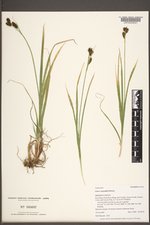 Carex raynoldsii image