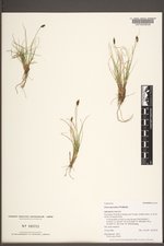 Carex pyrenaica image