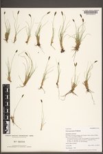 Carex pyrenaica image