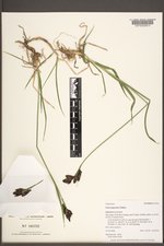 Carex paysonis image