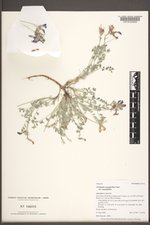 Astragalus argophyllus var. argophyllus image