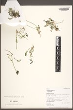 Astragalus alpinus var. alpinus image