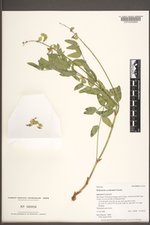 Hedysarum occidentale image