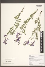 Hedysarum alpinum var. philoscia image