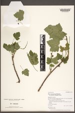 Ribes hudsonianum var. petiolare image