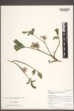 Hydrophyllum capitatum image