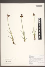 Juncus castaneus image