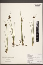 Juncus castaneus image