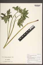 Geranium richardsonii image