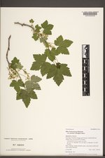 Ribes hudsonianum image