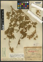 Lupinus sericeus var. egglestonianus image