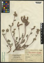 Phacelia hastata var. charlestonensis image