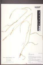 Aegilops cylindrica image
