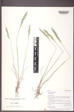 Poa secunda subsp. secunda image