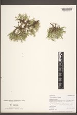 Phlox multiflora image