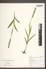 Platanthera dilatata image