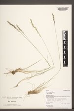 Poa secunda subsp. secunda image