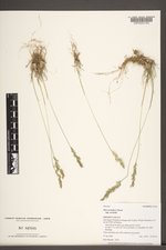 Poa secunda subsp. secunda image