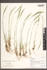 Poa secunda subsp. secunda image