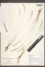 Poa secunda subsp. secunda image