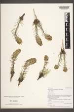 Ipomopsis spicata image