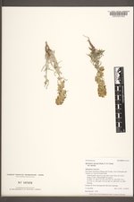 Ipomopsis spicata image