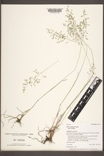 Poa secunda subsp. secunda image