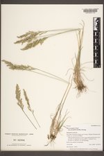 Poa secunda subsp. juncifolia image