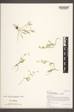 Ranunculus flammula var. reptans image