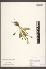 Ranunculus glaberrimus var. ellipticus image
