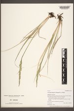 Leucopoa kingii image