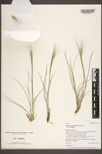 Elymus elymoides var. elymoides image