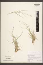 Danthonia unispicata image