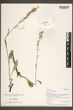 Rumex paucifolius image