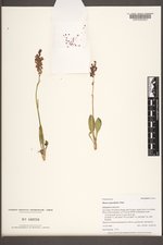 Rumex paucifolius image