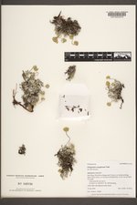 Eriogonum caespitosum image