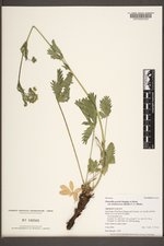 Potentilla gracilis var. brunnescens image