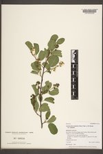 Amelanchier alnifolia var. alnifolia image