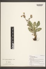 Geum triflorum var. ciliatum image