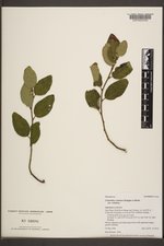 Ceanothus velutinus var. velutinus image