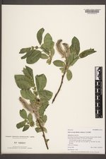 Salix tweedyi image