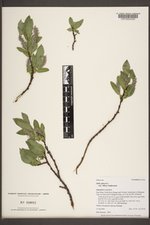 Salix glauca var. villosa image